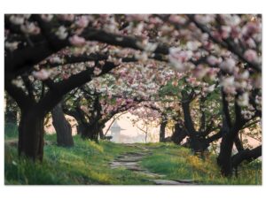 cherry blossom tree pathway